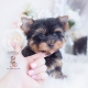 yorkie puppy for sale