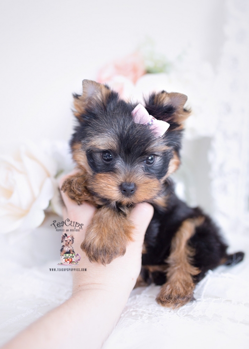 babydoll yorkie teacups