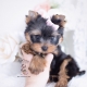 babydoll yorkie teacups