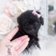 black toy poodle