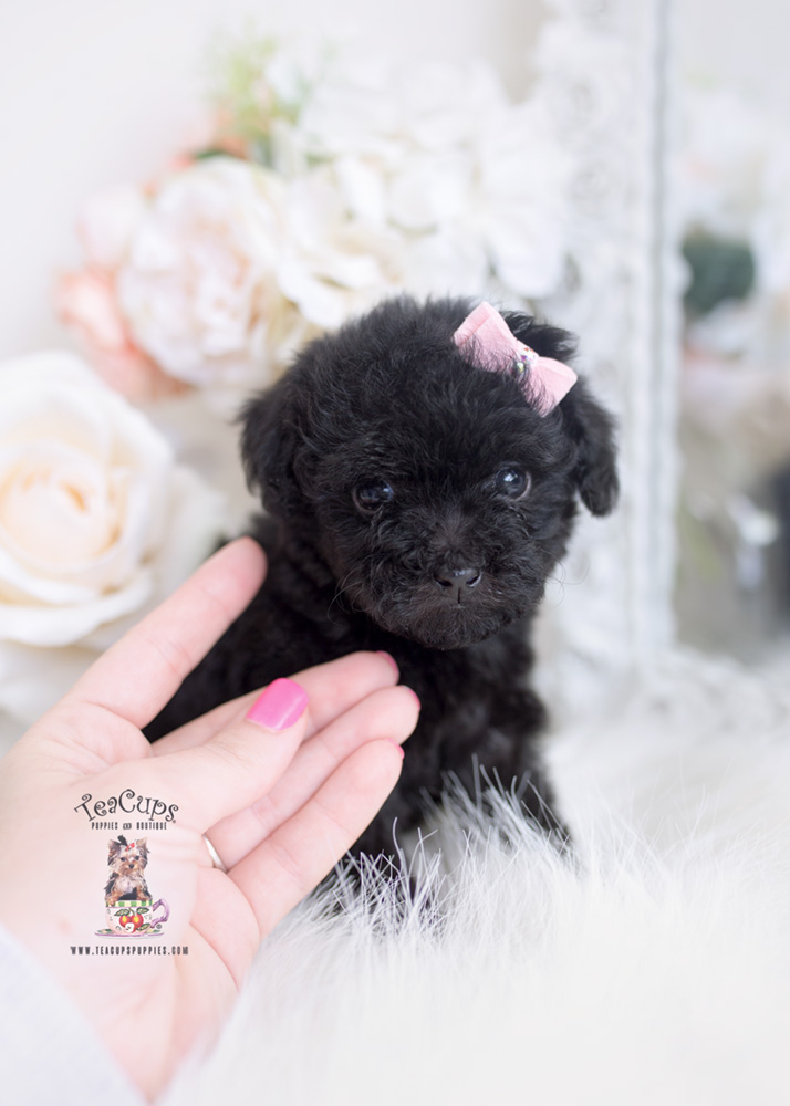 black teacup puppy