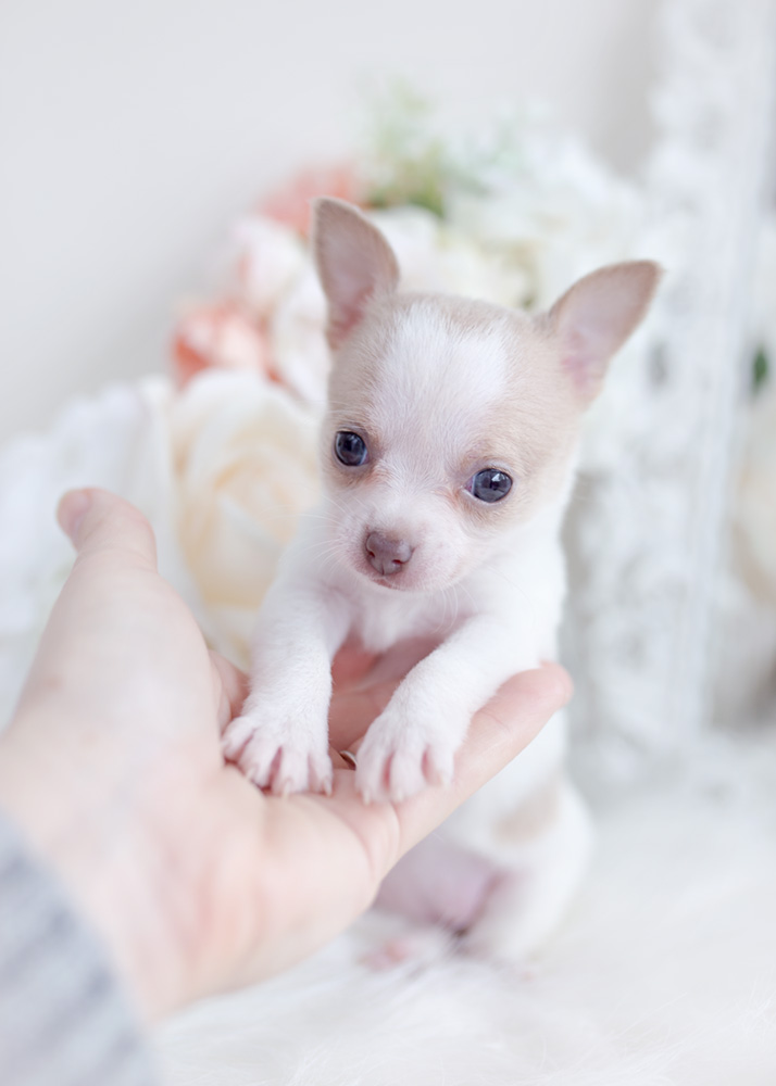 Tiny Chihuahua Teacup Puppies Teacup Puppies & Boutique
