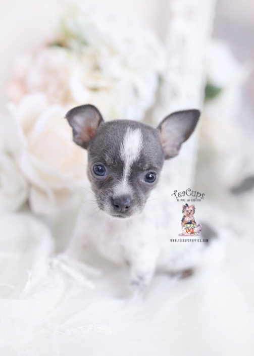 teacup chihuahua puppies for sale in kraaifontein