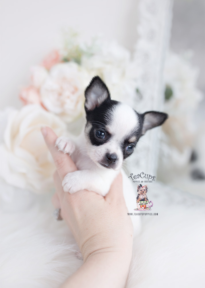 healthy chihuahua puppy