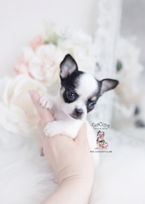 teacup mini chihuahua