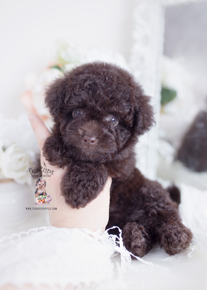 Chocolate Poodle Breeder Teacup Puppies & Boutique