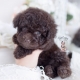 chocolate poodle