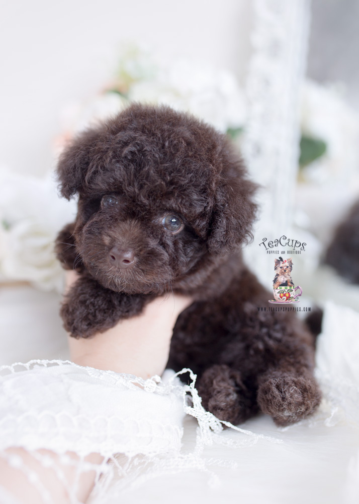chocolate poodle