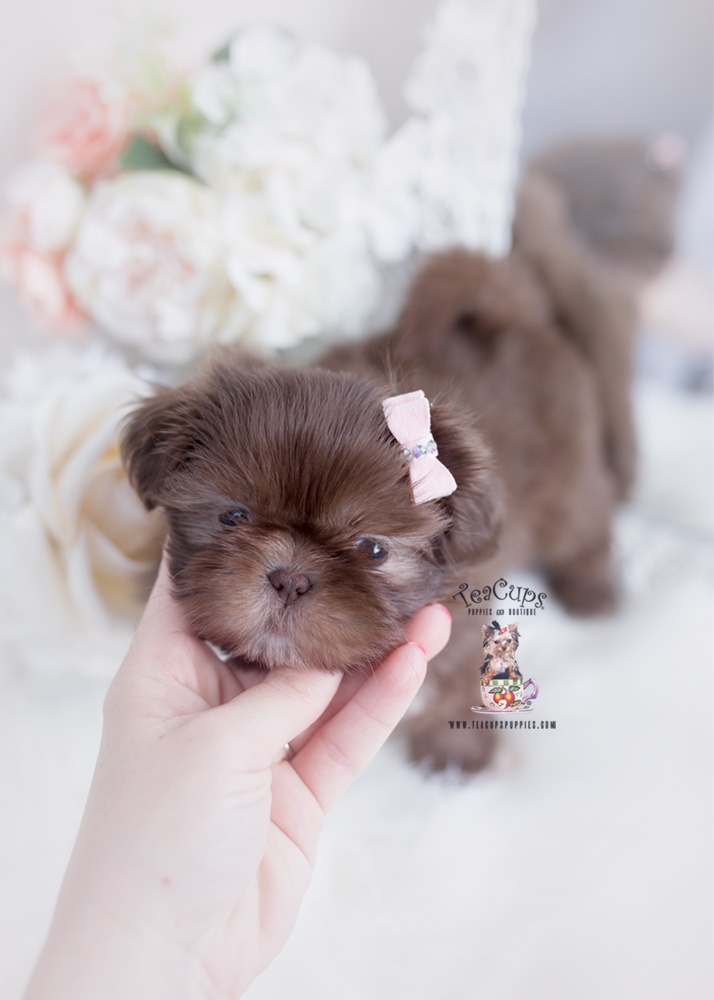 Chocolate shih tzu puppy for sale 267 a Teacup Puppies Boutique Chocolate shih tzu puppy for sale 267 a Teacup Puppies Boutique