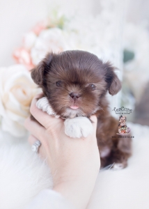 chocolate shih tzu puppy