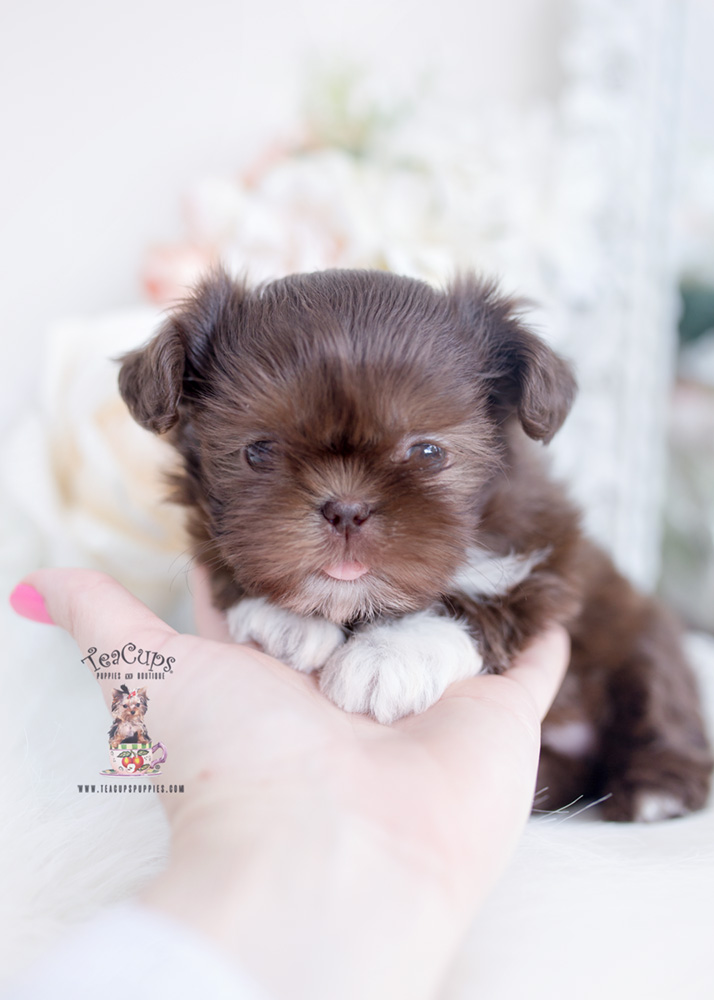 Chocolate Shih Tzu For Sale | Teacup Puppies & Boutique
