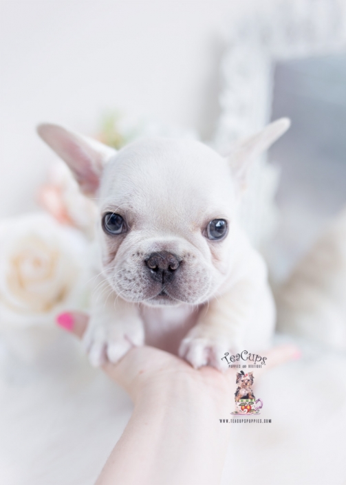 cream frenchie puppy