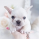 cream frenchie puppy