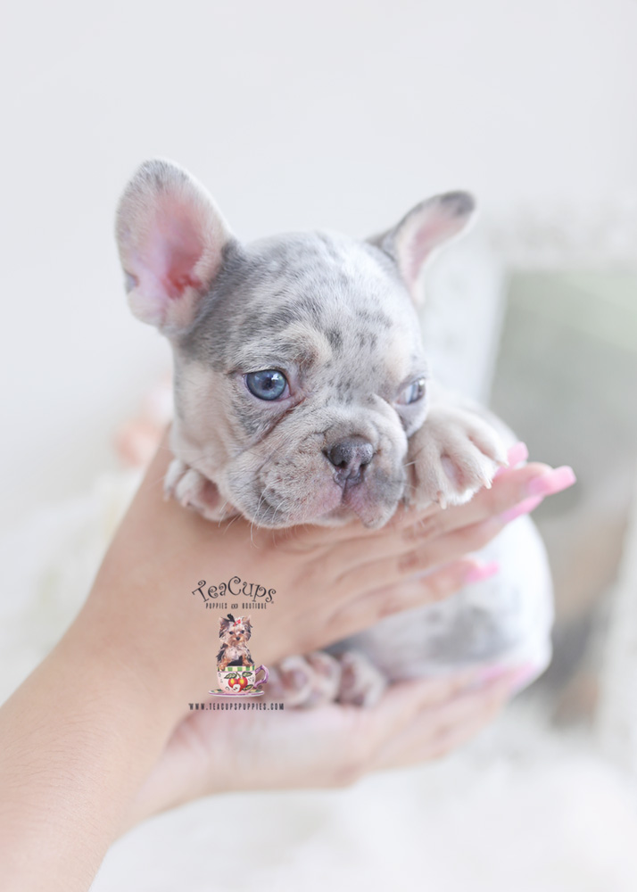Frenchie Puppies Teacup Puppies & Boutique