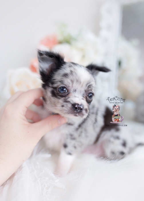 Hairless and Powder Puff Chinese Crested Puppies For Sale