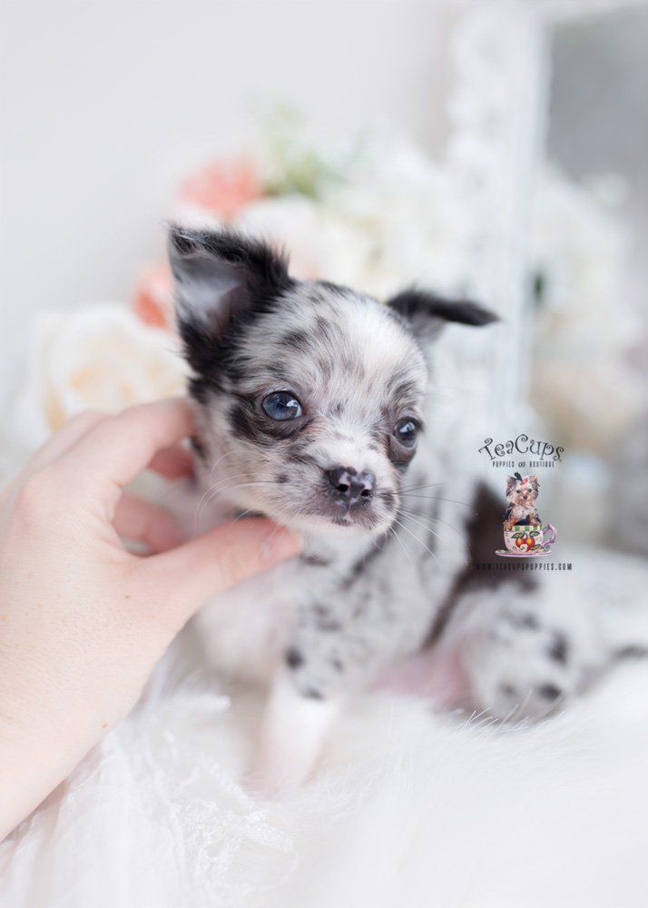 Merle Long-Haired Chihuahua Pups | Teacup Puppies & Boutique