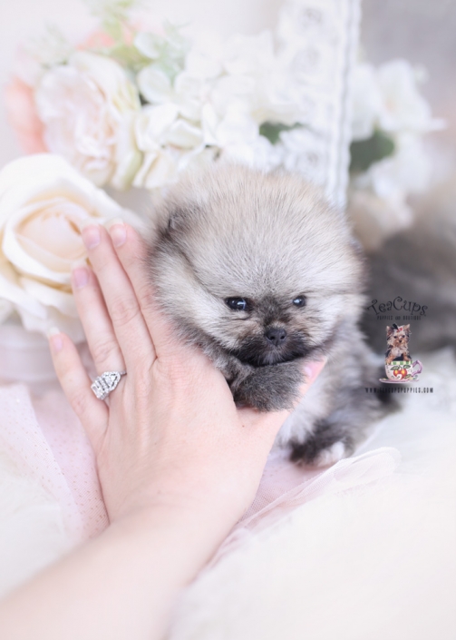 teacup pomeranian puppy