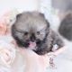 micro teacup pomeranians