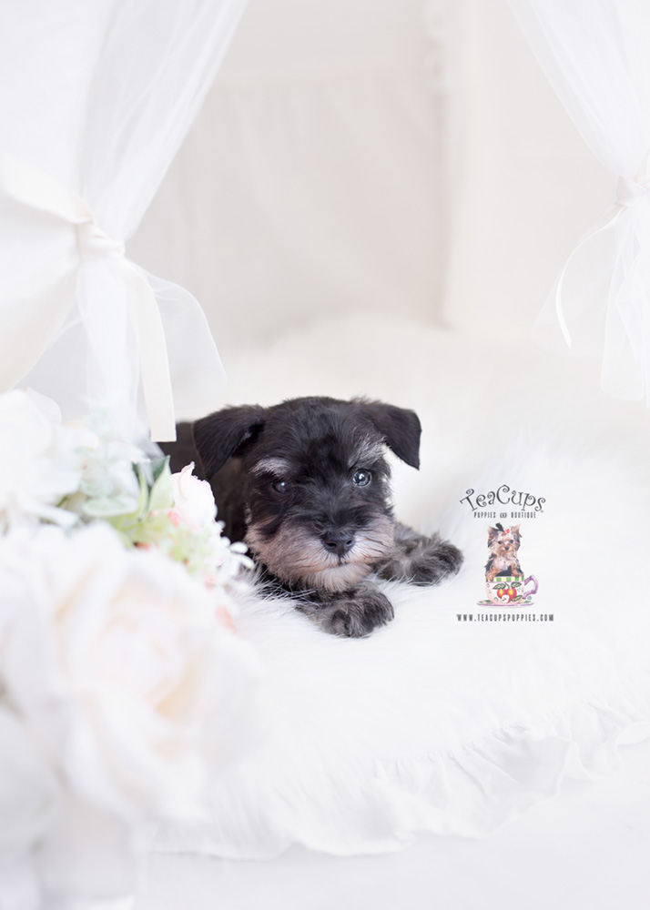 black mini schnauzer puppy