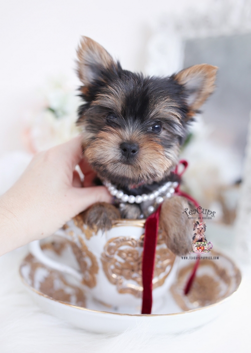 morkie puppy