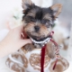 morkie puppy