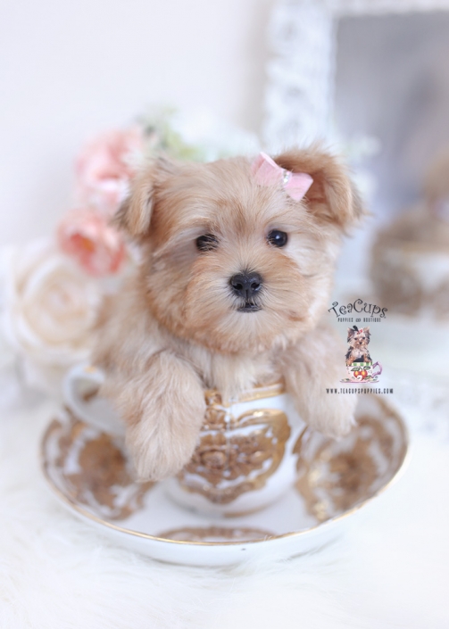 apricot morkie