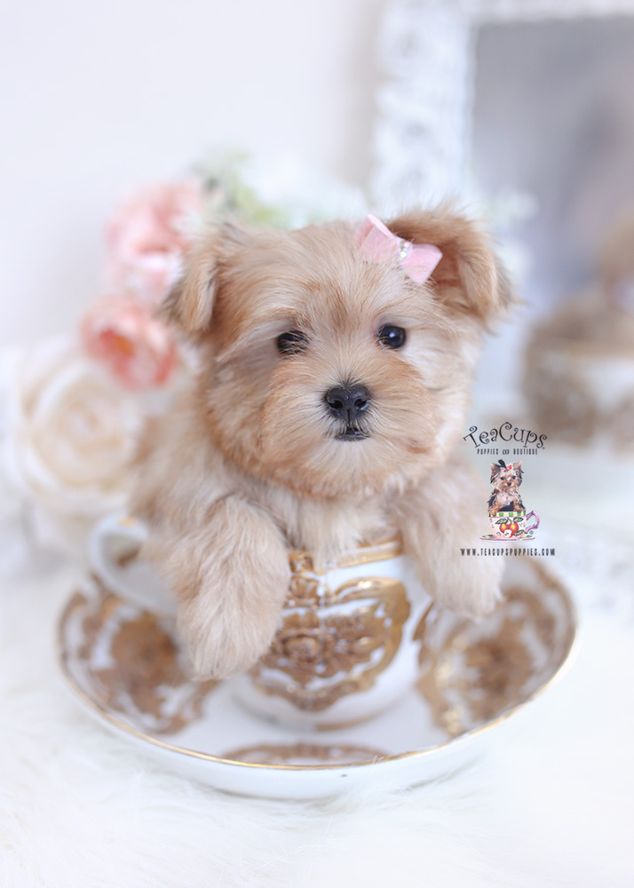 Morkie Puppies For Sale Miami Teacup Puppies Boutique