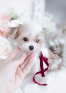 morkie puppy
