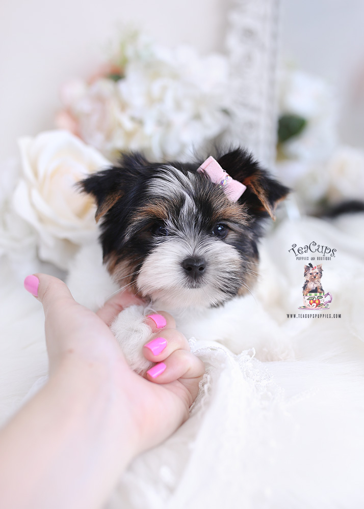 parti yorkie puppy