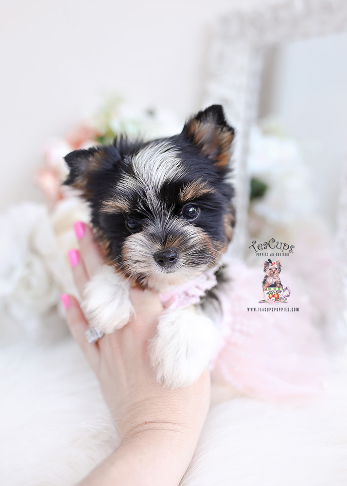 parti yorkie puppy