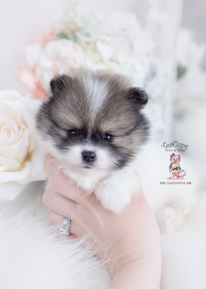 Pomeranians For Sale Florida | Teacup Puppies & Boutique