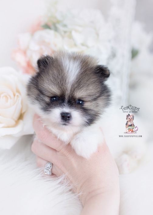 pomeranian puppy