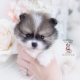 pomeranian puppy