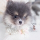 blue tan pomeranian puppy