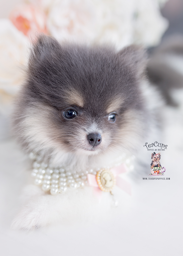 blue tan pomeranian puppy