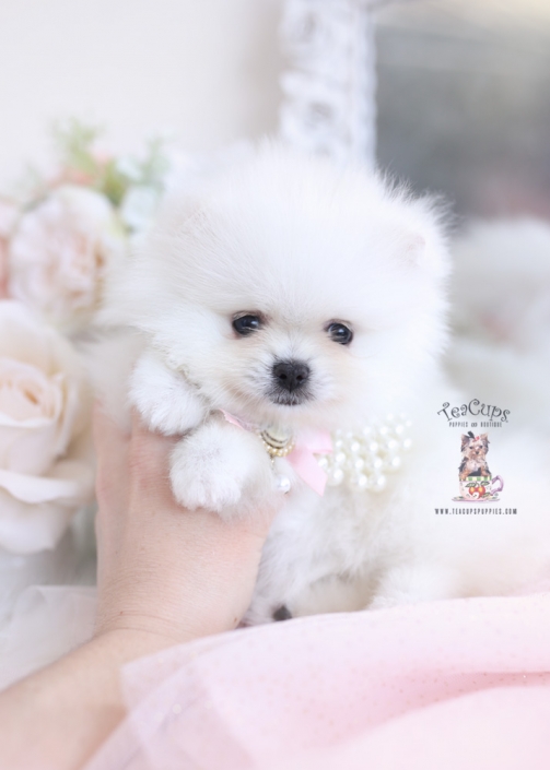 white pomeranian puppy