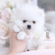 white pomeranian puppy