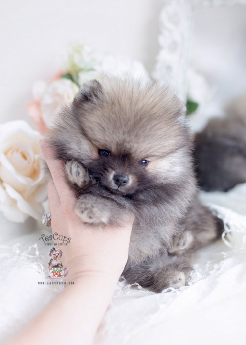 Hairless and Powder Puff Chinese Crested Puppies For Sale Teacup