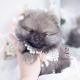 pomeranians by teacup puppies