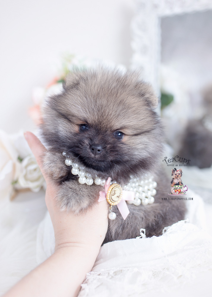 pomeranians by teacup puppies
