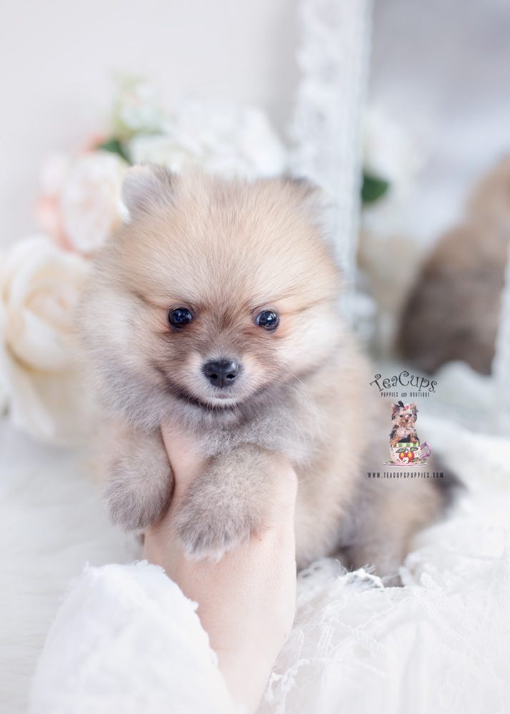 pomeranianpuppyteacuppuppiesforsale232a Teacup Puppies & Boutique