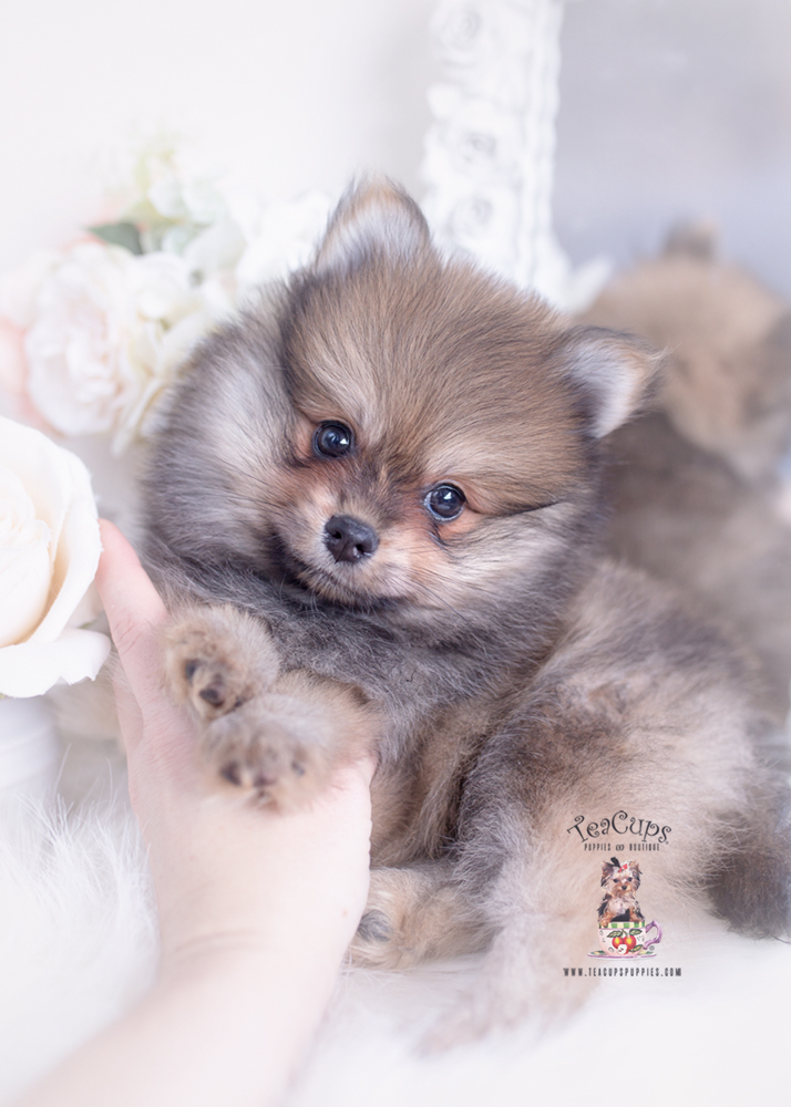 Red Sable Pomeranian Puppies Teacup Puppies & Boutique