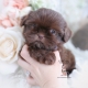 chocolate shih tzu puppy