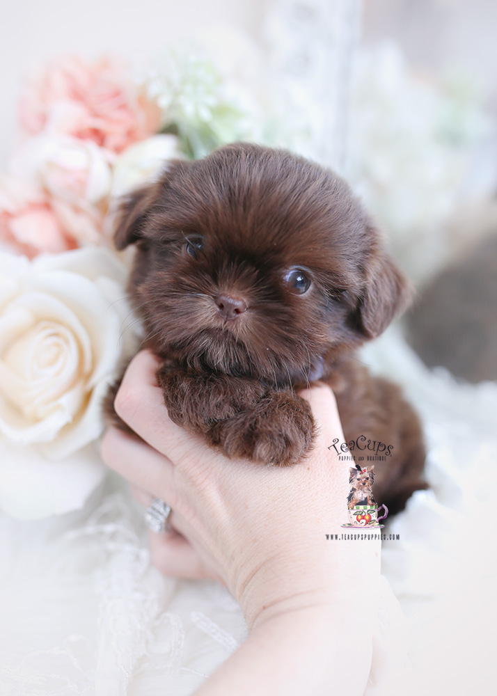 chocolate shih tzu puppy