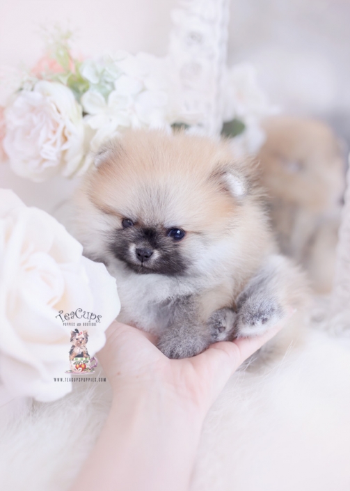 sable teacup pomeranian