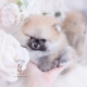 sable teacup pomeranian