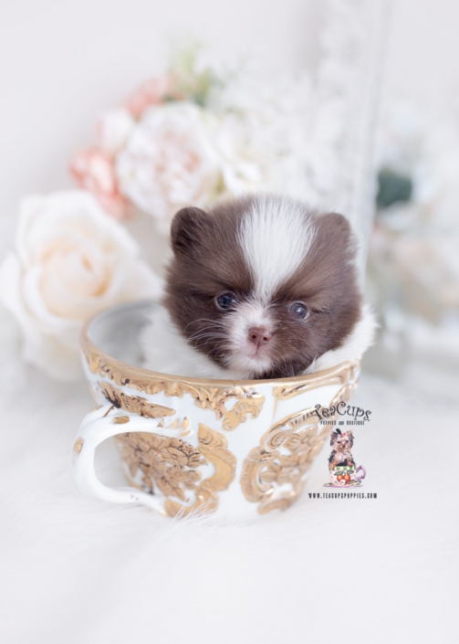 teacup pomeranian for sale