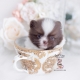 teacup pomeranian for sale