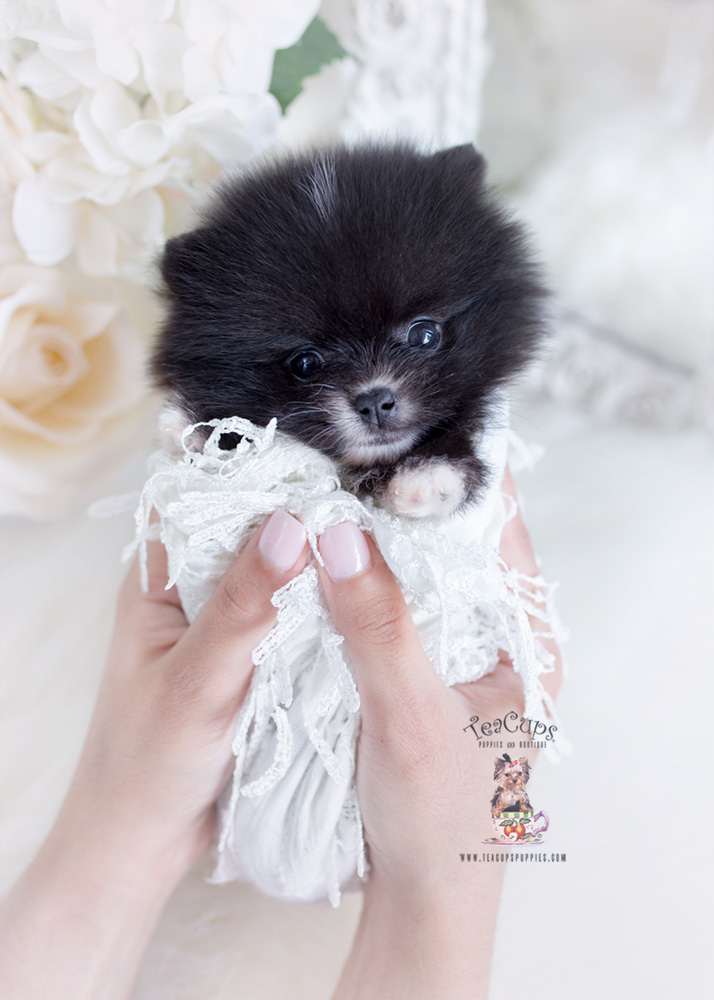 black pomeranian teacup puppies