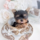 teacup yorkie puppy